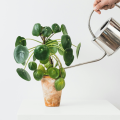 Why Consistency Is Often Harder Than Growth